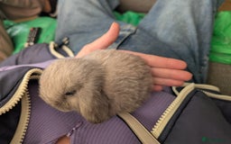 Mini Lop rabbits for sale: Mini Lops £70  - Advert 8