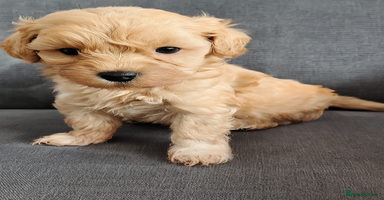 Maltipoo dogs - Advert 7