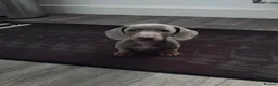 Miniature Dachshund dogs for stud: MINIATURE DACHSHUND STUD AVAILABLE - Advert 3