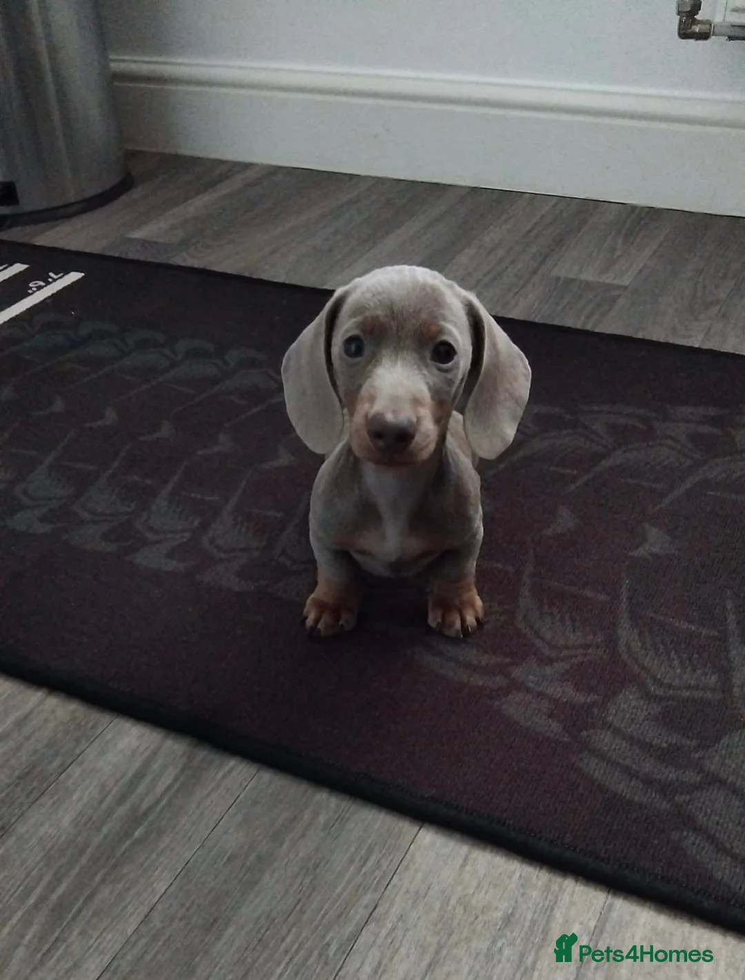 Miniature Dachshund dogs for stud: MINIATURE DACHSHUND STUD AVAILABLE - Advert 3
