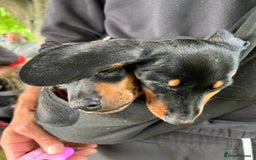 Miniature Dachshund dogs for sale: Adorable Dachshund Puppies for Sale! - Image 6