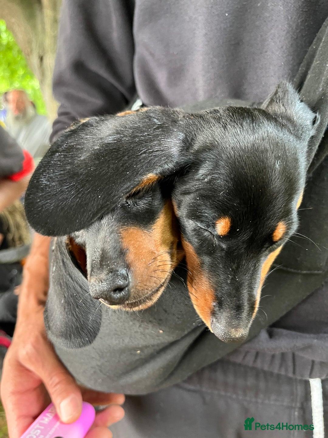 Miniature Dachshund dogs for sale: Adorable Dachshund Puppies for Sale! - Image 6