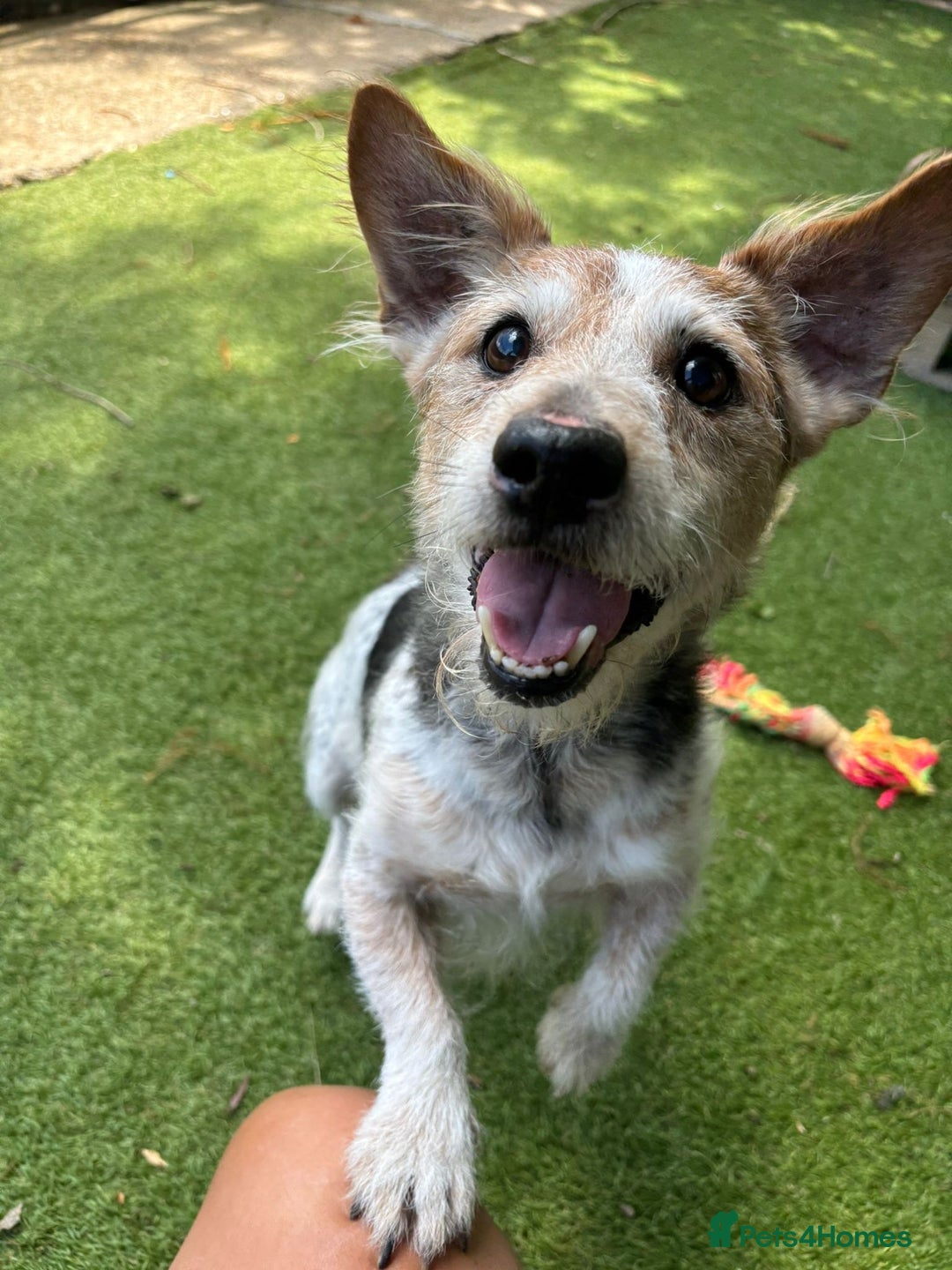 Mixed Breed dogs for sale: Raffie  - The jack russell  - Image 1