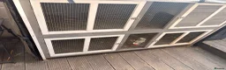 Lionhead rabbits for sale: 2 beautiful girl rabbits with hutch - Advert 6
