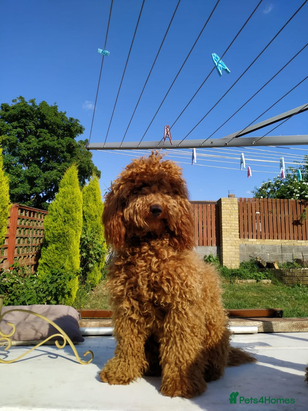 Cavapoo dogs for sale: Stunning F1 Cavapoo puppies, DNA tested parents  - Image 8