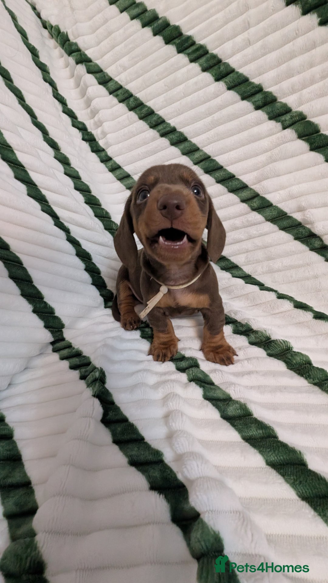 Miniature Dachshund dogs for sale: KC Reg miniature smooth hair daschund boy pups - Advert 15