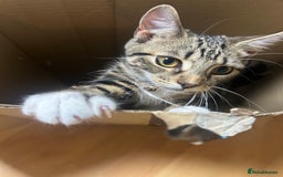British Shorthair cats for sale: LAST KITTENS !! - Image 15