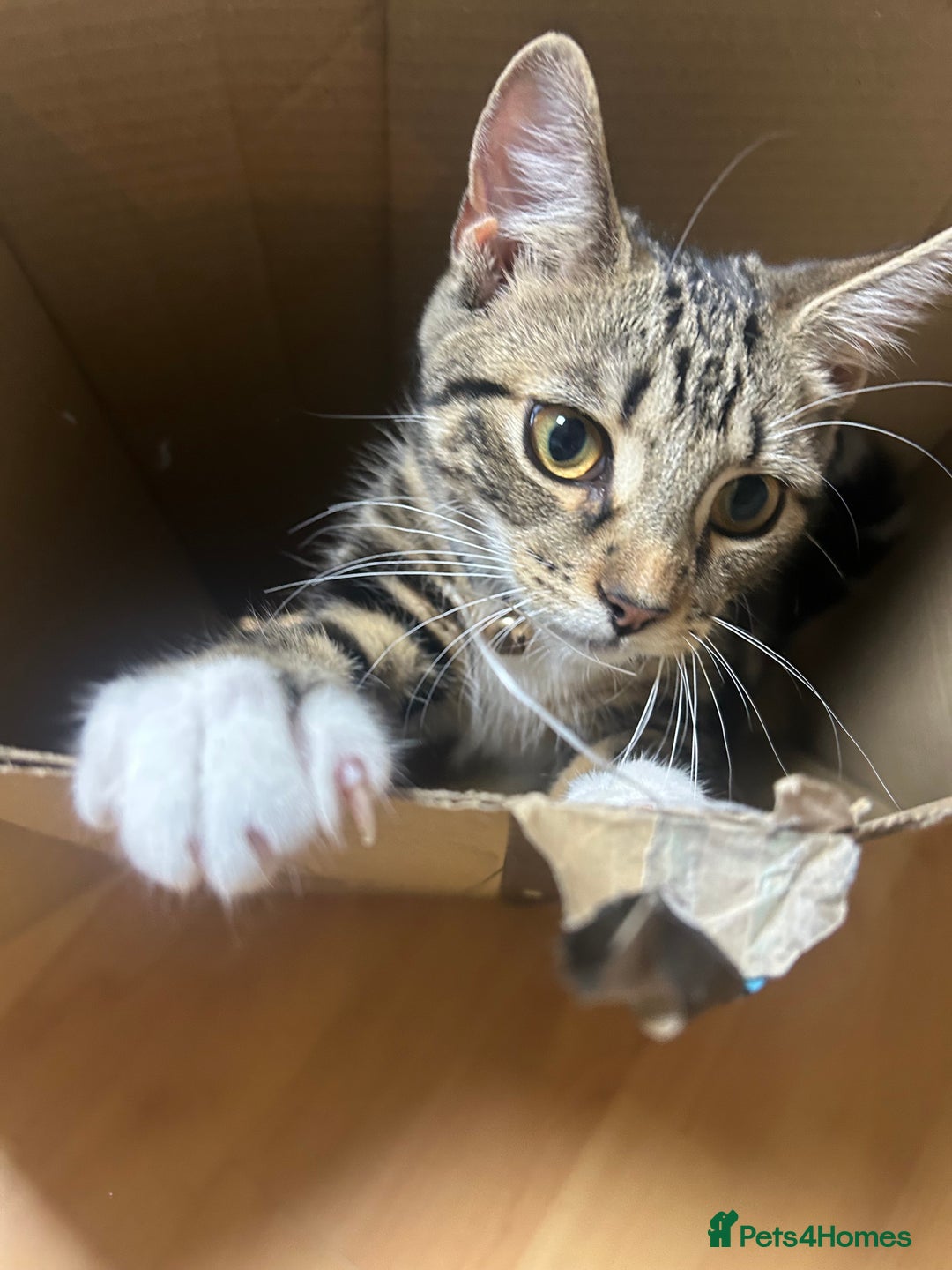 British Shorthair cats for sale: LAST KITTENS !! - Image 15