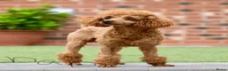 Cockapoo dogs for sale: Wonderful healthy puppies can go to new homes  - Advert 14
