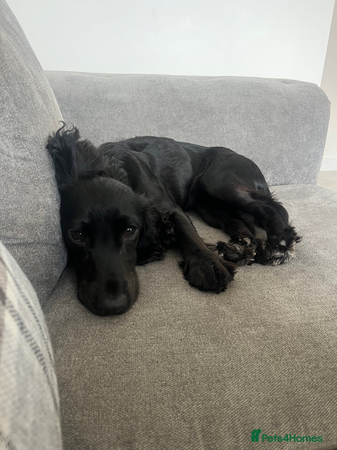 Cocker Spaniel dogs for sale: Rosie - One Year Old - Advert 13