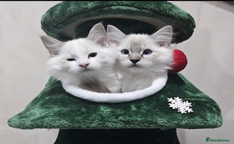 Ragdoll cats - Advert 8