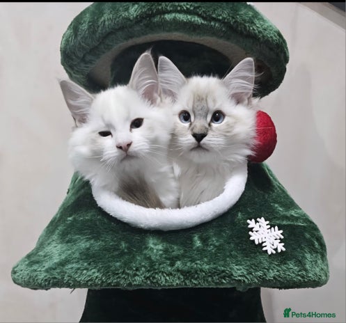 Ragdoll cats - Advert 8