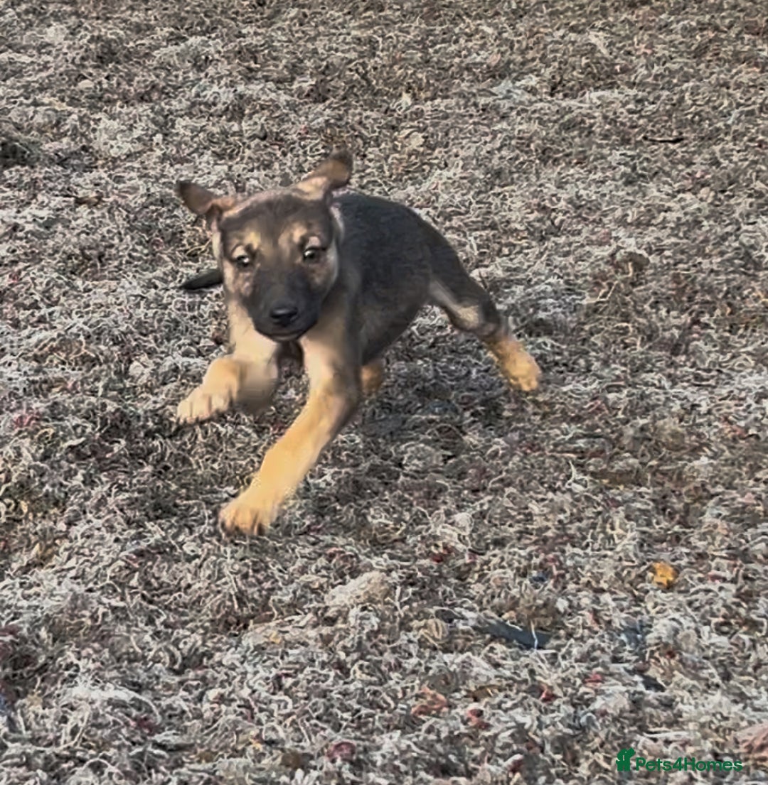 Mixed Breed dogs for sale: Bedlington/whippet Lurcher puppies - Image 10