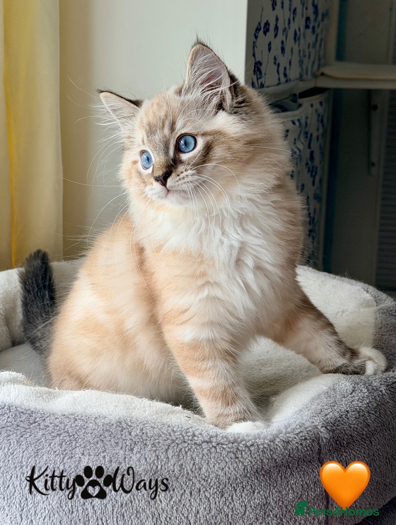 Ragdoll cats 🐾🩷*TICA REG* LYNX TABBY EU RAGDOLL KITTENS🩵🐾 - Advert 2