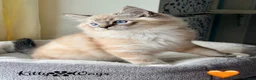 Ragdoll cats for sale: 🐾🩵*TICA REG* LYNX TABBY EU RAGDOLL KITTENS🩵🐾 - Advert 2