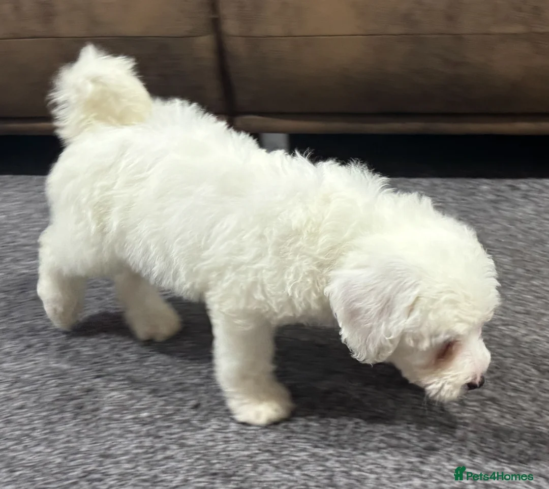 Australian Labradoodle dogs for sale: Multi-Gen Australian Labradoodle Puppies - Advert 24