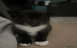 Mixed Breed cats for sale: 3 friendly kittens for sale - Image 6