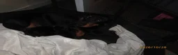 Dachshund dogs for sale: Lovley dashound puppies  in Musselburgh - Advert 7