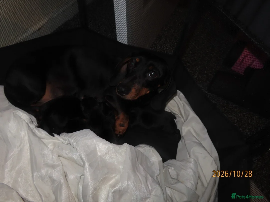 Dachshund dogs for sale: Lovley dashound puppies  in Musselburgh - Advert 7