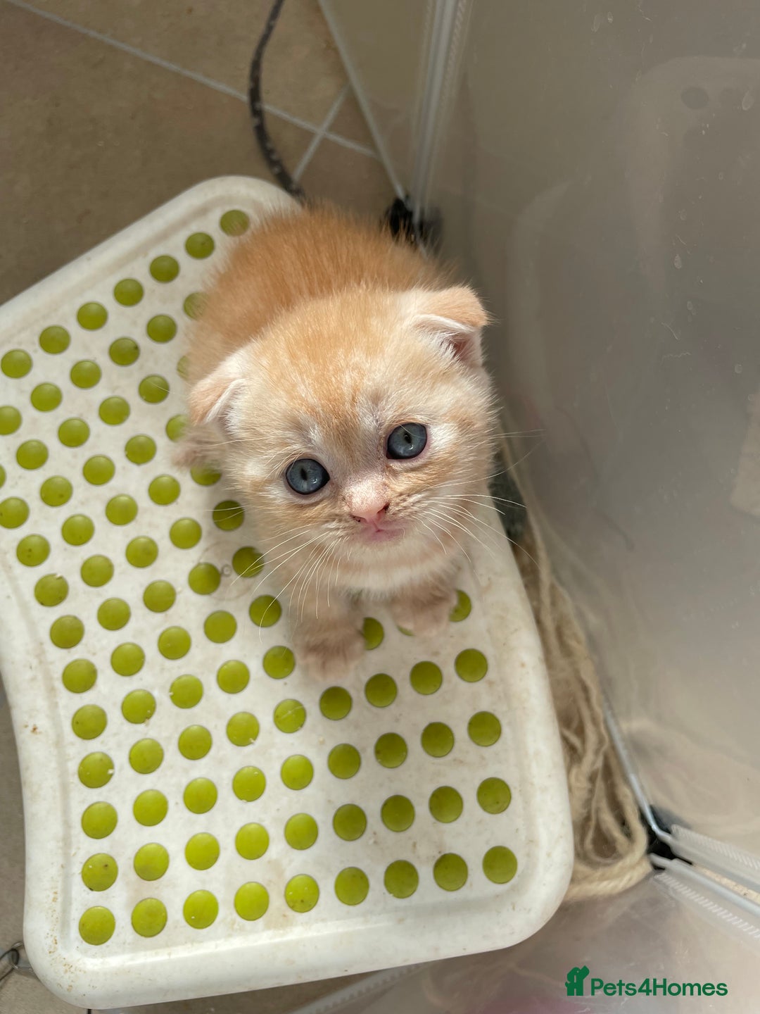 Scottish Fold cats for sale: Pedigree Scottish fold kittens for sale  - Image 5