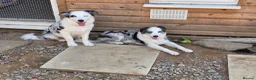 Border Collie dogs for sale: Blue merle border collie for sale  - Advert 9