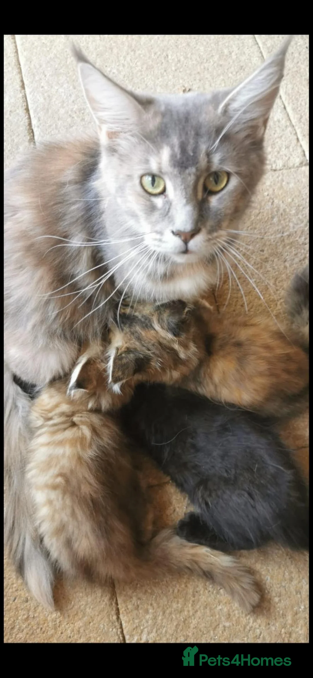 Maine Coon cats for sale: Pedigree Maine Coon kittens available for sale  - Advert 11