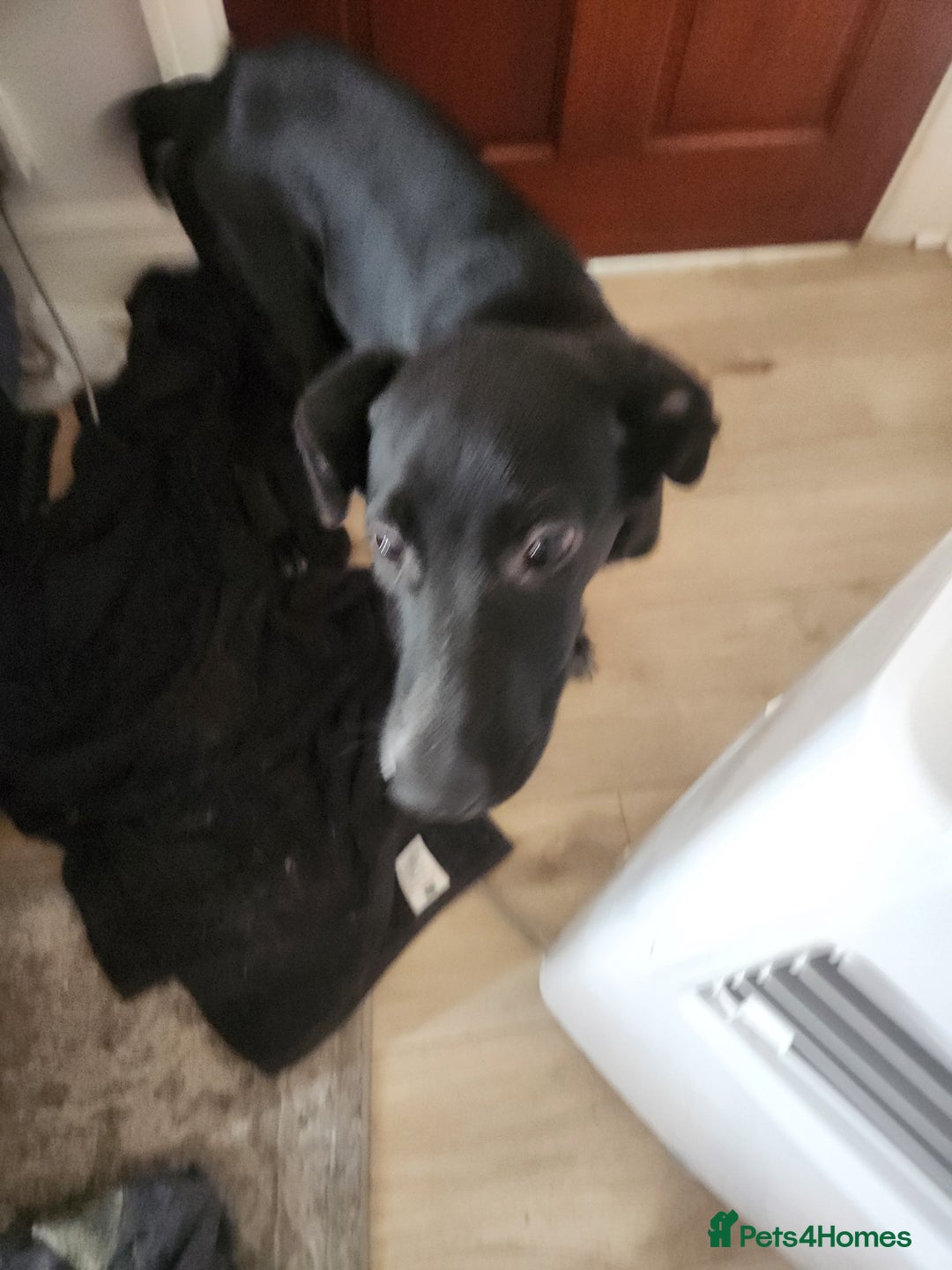 Mixed Breed dogs for sale: Dalmation Sephards - Advert 5