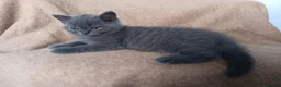 British Shorthair cats for sale: Stunning blue pedigree kittens TICA registered  - Advert 11