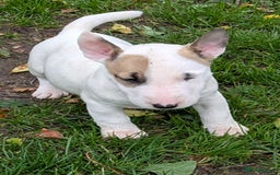 English Bull Terrier dogs for sale: KC REG ENGLISH BULL TERRIER PUPS - Image 11