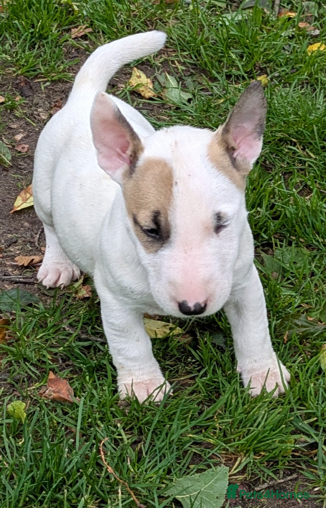 English Bull Terrier dogs for sale: KC REG ENGLISH BULL TERRIER PUPS - Image 11