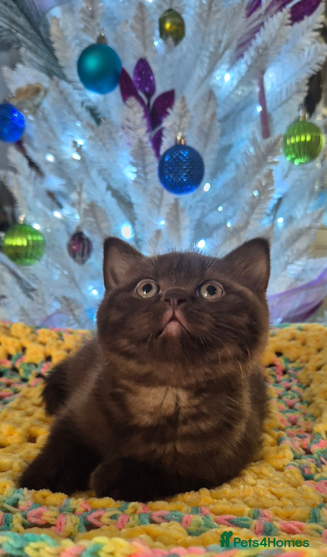 British Shorthair cats for sale: **Stunning TICA Registered Kittens** - Advert 2