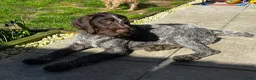 German Wirehaired Pointer dogs for sale: 6 month old German wire haired pointer bit h in Wincanton - Advert 2