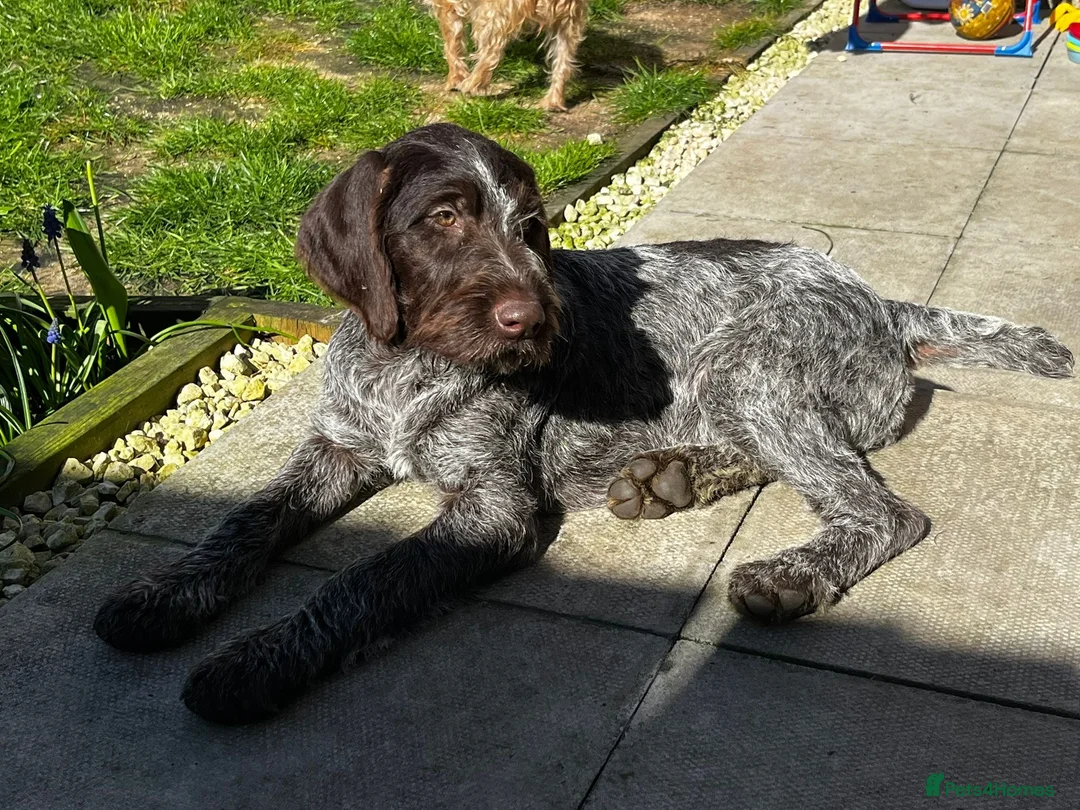 German Wirehaired Pointer dogs for sale: 6 month old German wire haired pointer bit h in Wincanton - Advert 2