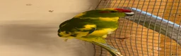 Parakeets birds for sale: KAKARIKIS, MALES AND FEMALES AVAILABLE, PIED ETC - Advert 3