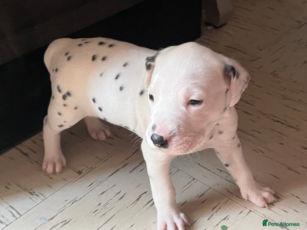 Dalmatian dogs - Advert 1