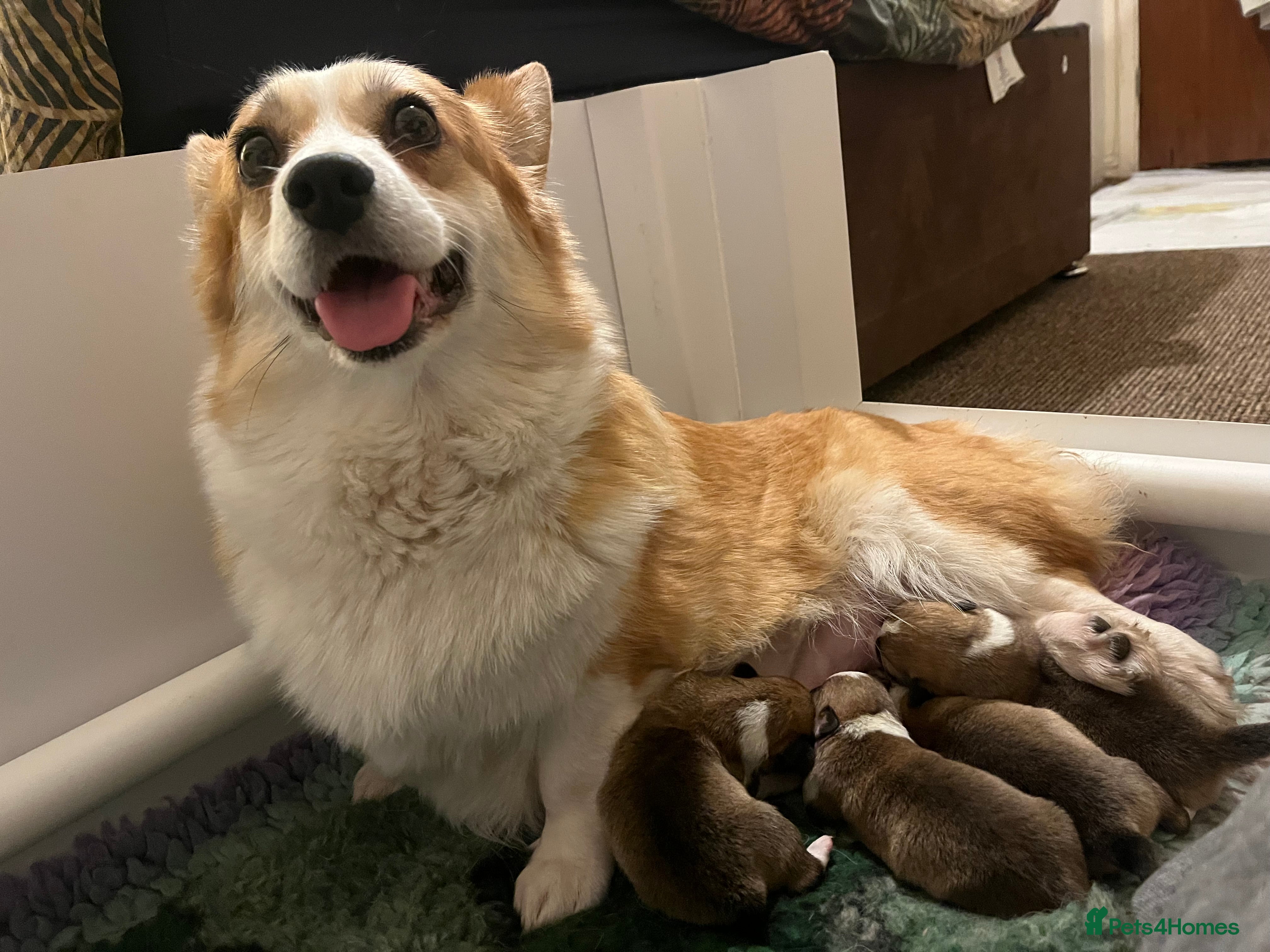 Welsh Corgi Pembroke dogs KC Welsh Pembrokeshire Corgi puppies  - Advert 3