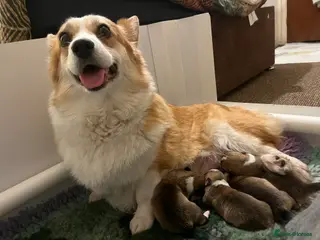 Welsh Corgi Pembroke dogs KC Welsh Pembrokeshire Corgi puppies - Advert 3