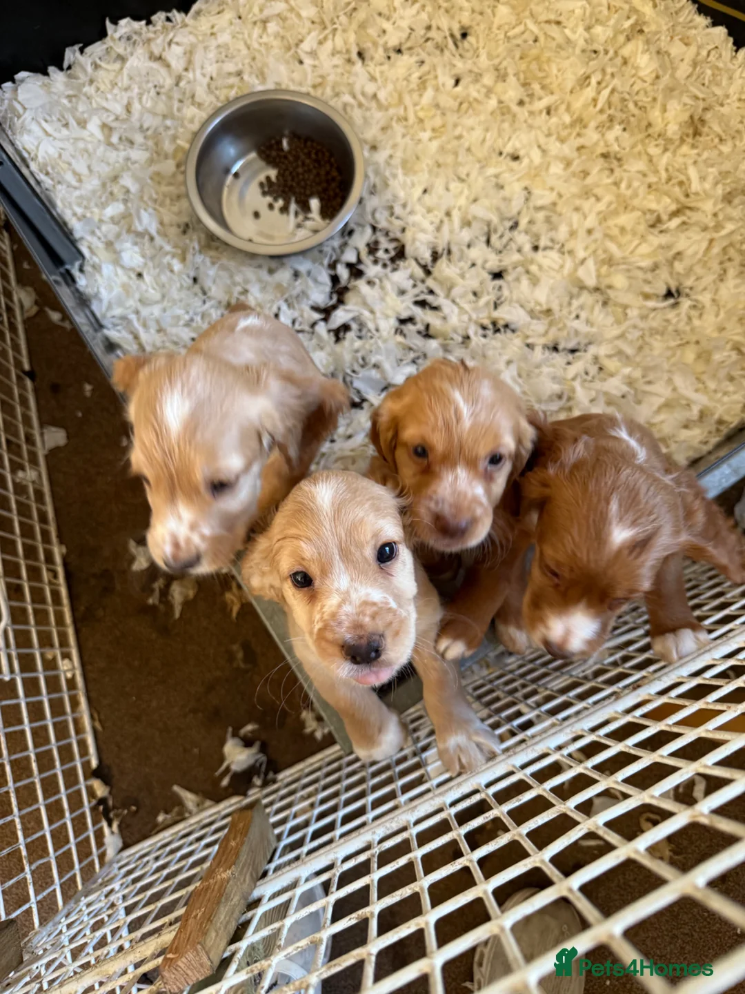Cocker Spaniel dogs for sale: Working cocker spaniels  in Whitby - Advert 4