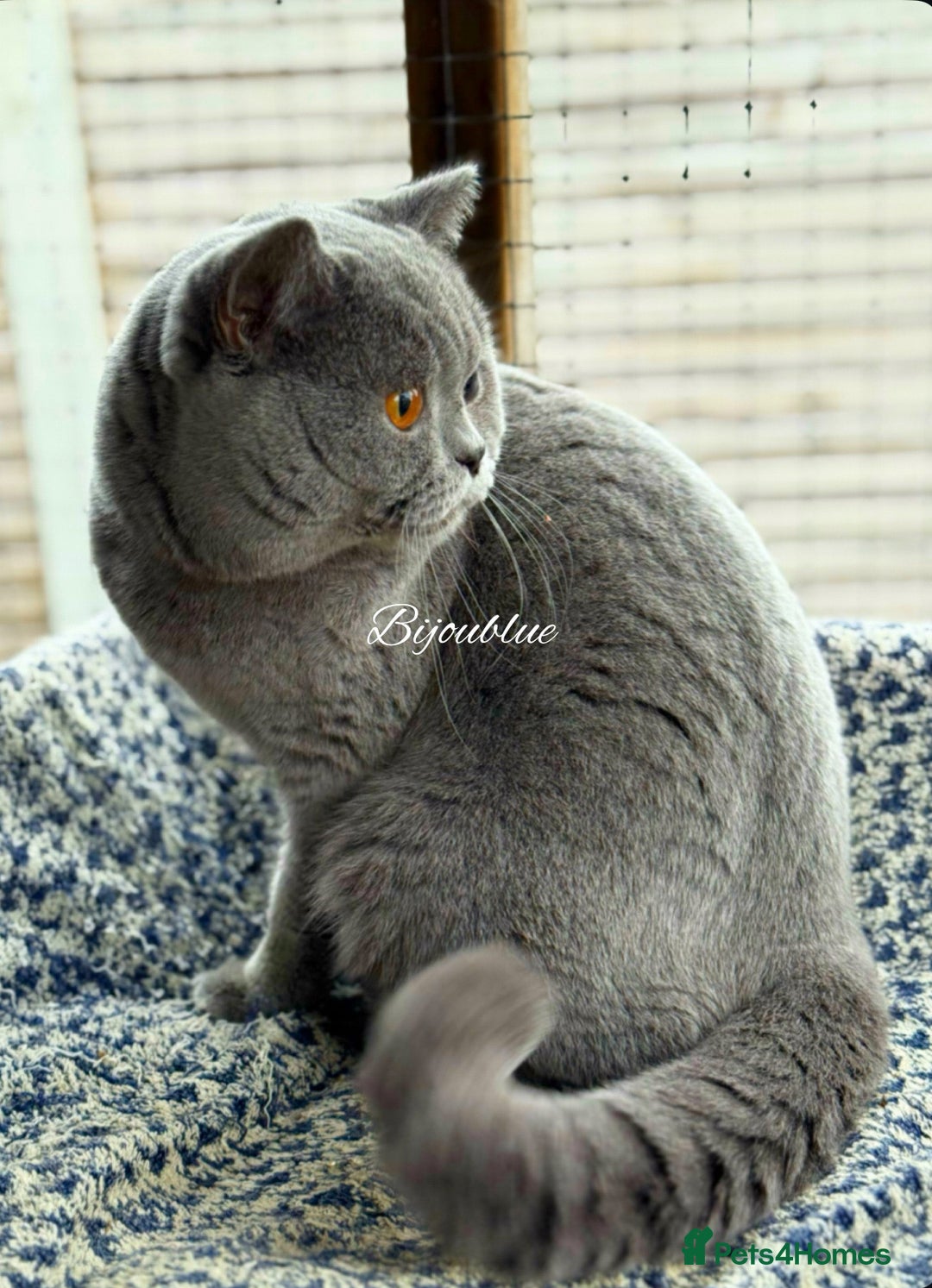 British Shorthair cats for stud: Brand New Import For Stud • World-Class Type - Advert 6
