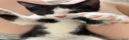 British Shorthair cats for sale: READY TO GO! 1 FEMALE black and white kitten! - Advert 6