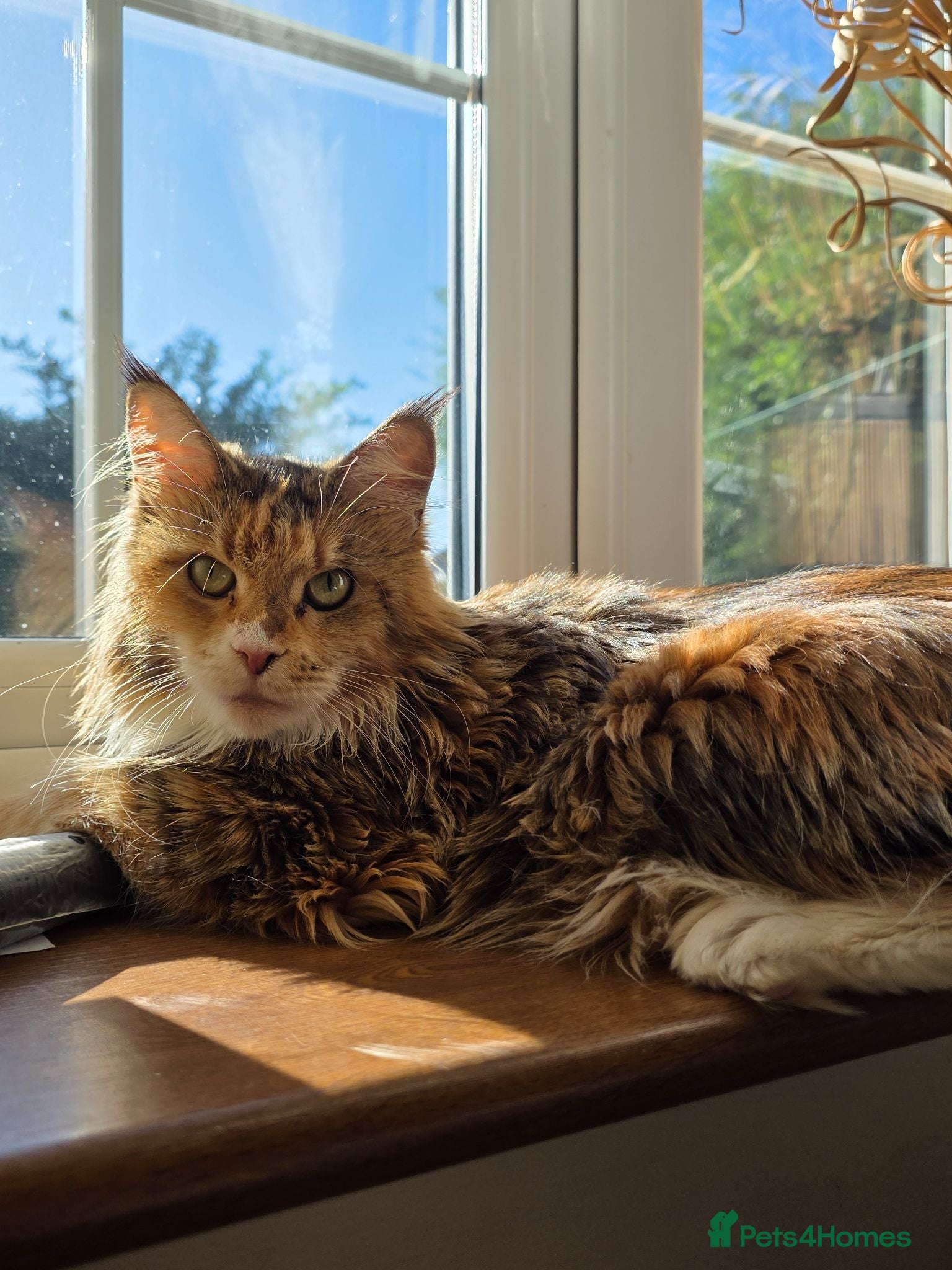 Maine Coon cats Polydactyl active female  - Advert 1