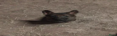 German Shepherd Puppy 4 dark grey collar 