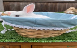 Mini Lop rabbits for sale: Autumn babies - Image 22