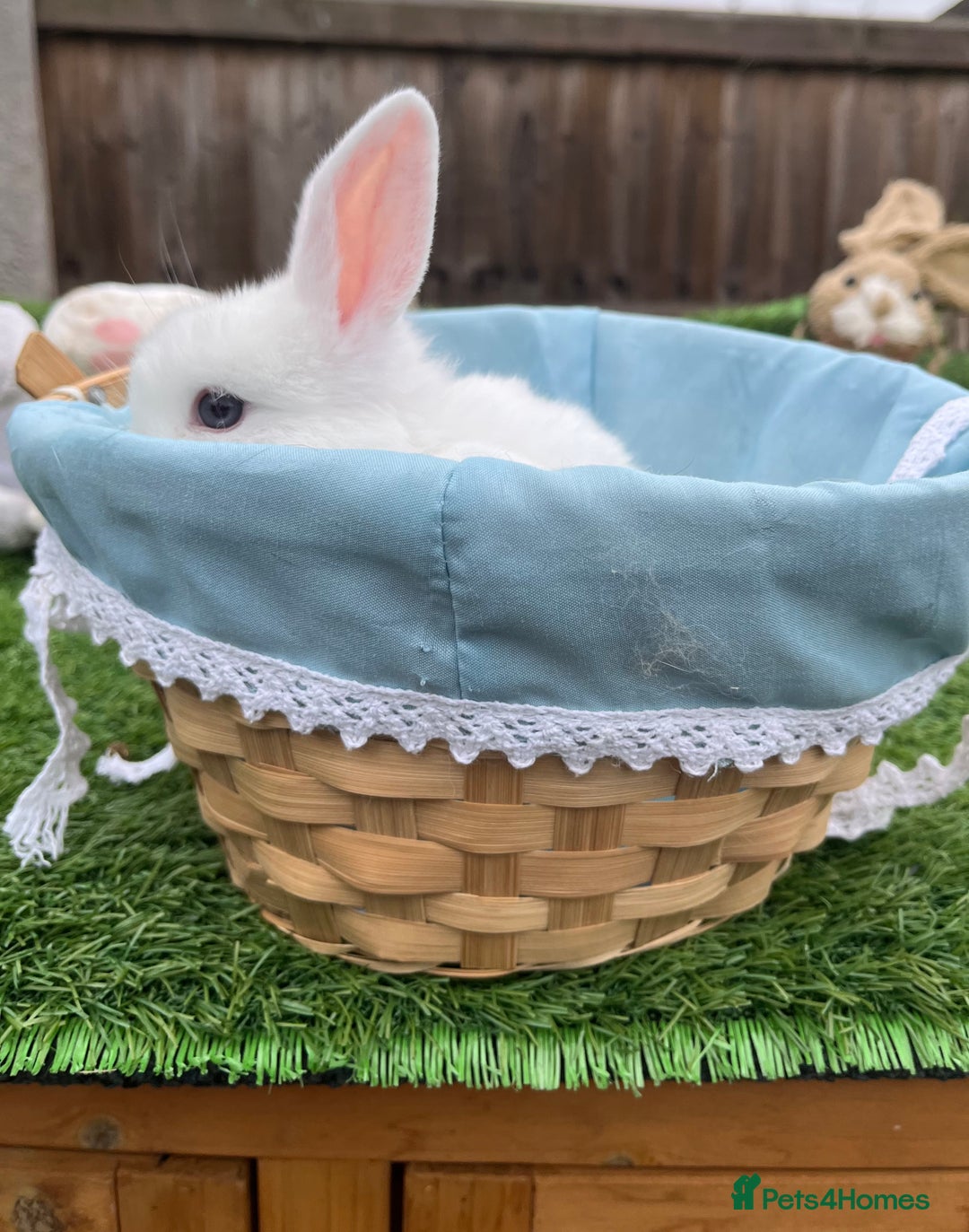 Mini Lop rabbits for sale: Autumn babies - Image 22