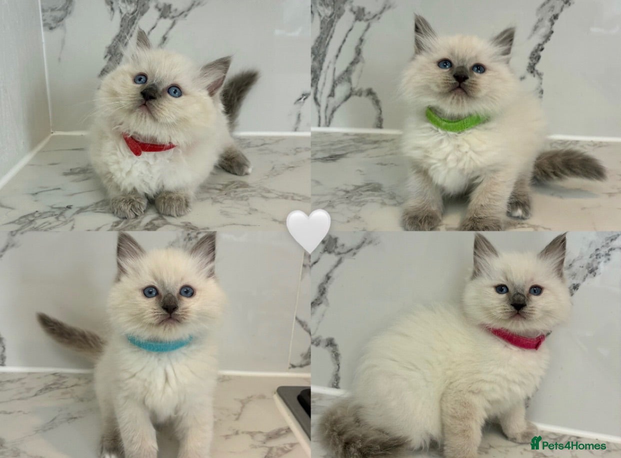 Ragdoll cats 4 FEMALE RAGDOLL KITTENS | PARENTS GCCF REGISTERED - Advert 1