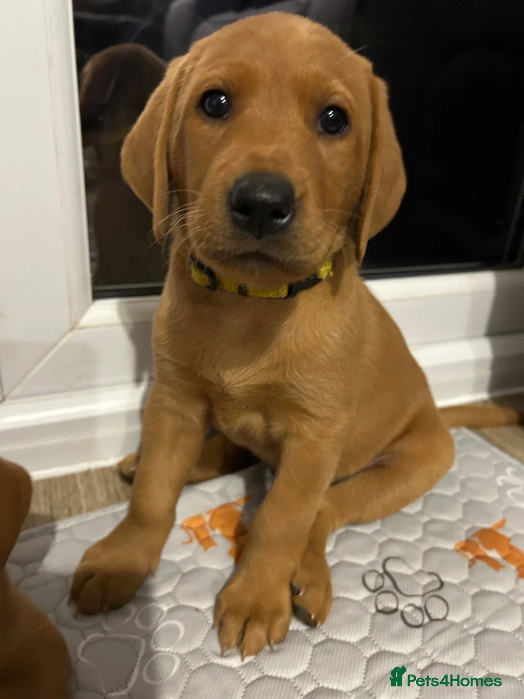Labrador Retriever dogs for sale: Beautiful Fox Red Labrador Puppies - Advert 2