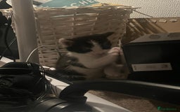 Mixed Breed cats for sale: 3 mixed male kittens for sale - Image 2