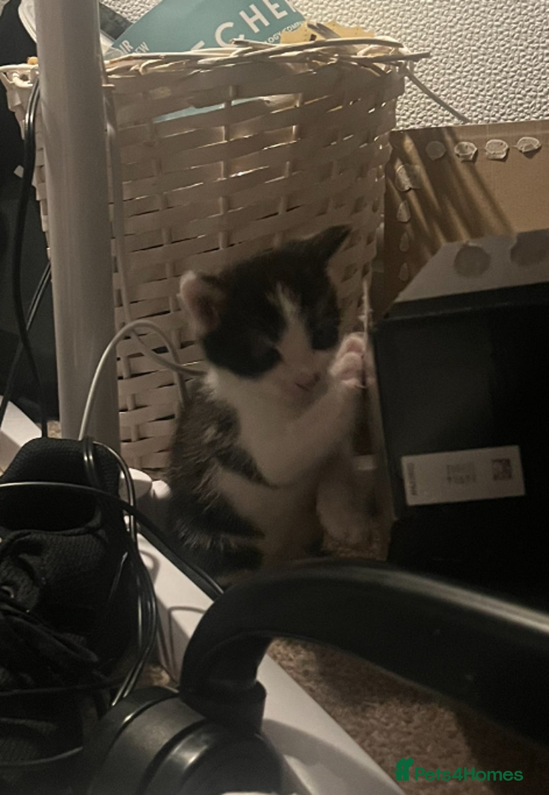 Mixed Breed cats for sale: 3 mixed male kittens for sale - Image 2
