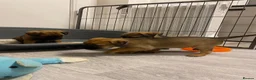 Border Terrier dogs for sale: ⭐️BORDER TERRIERS, KC REGISTERED  - Advert 22