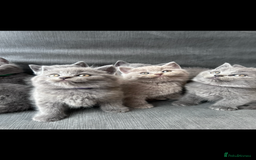 British Shorthair cats for sale: PURE PEDIGREE BSH KITTENS - Image 1